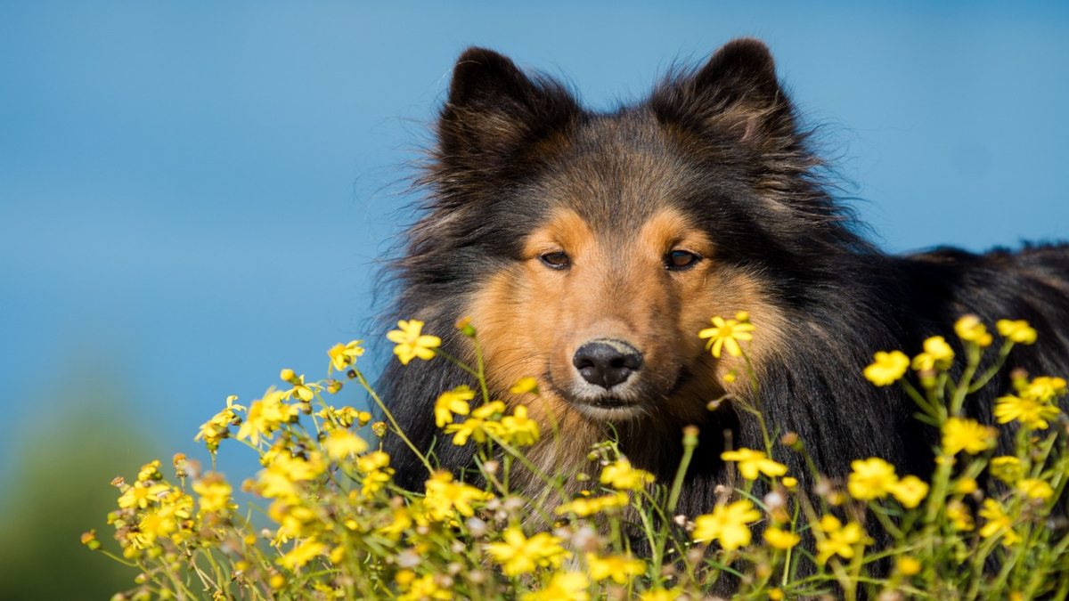 Quali Sono Le Piante Velenose Per I Cani E Cosa Fare In Caso Di