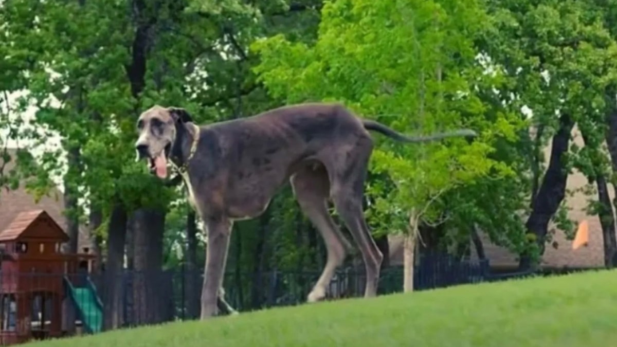 La storia di Zeus il cane più alto del mondo