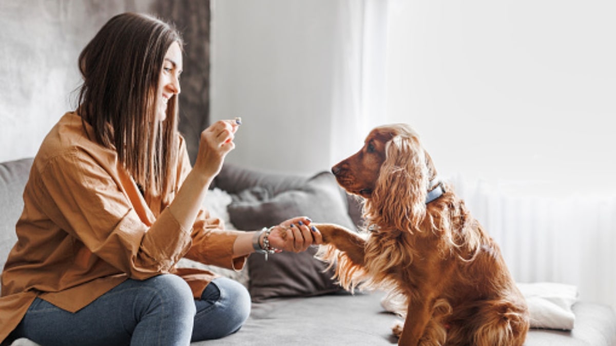 Addestramento cane in ambito domestico