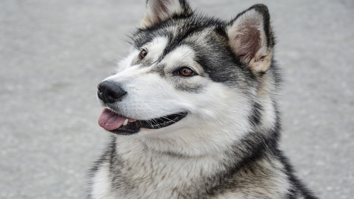 Alaskan malamute