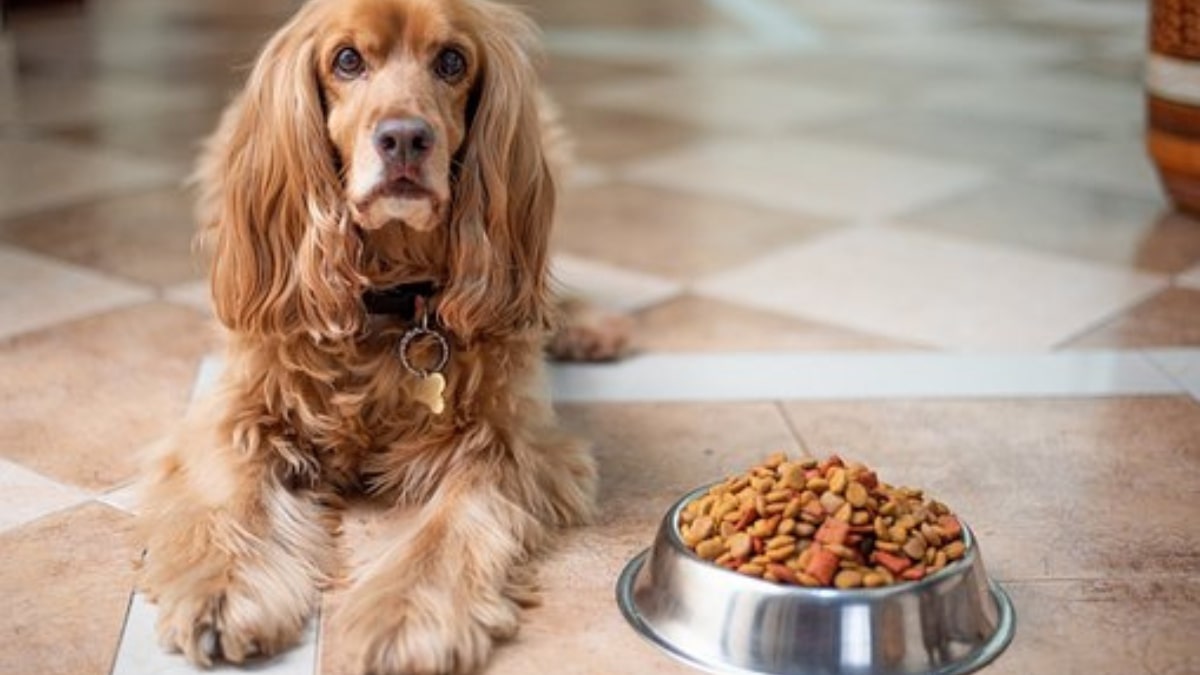 5 alimenti fondamentali per il cane