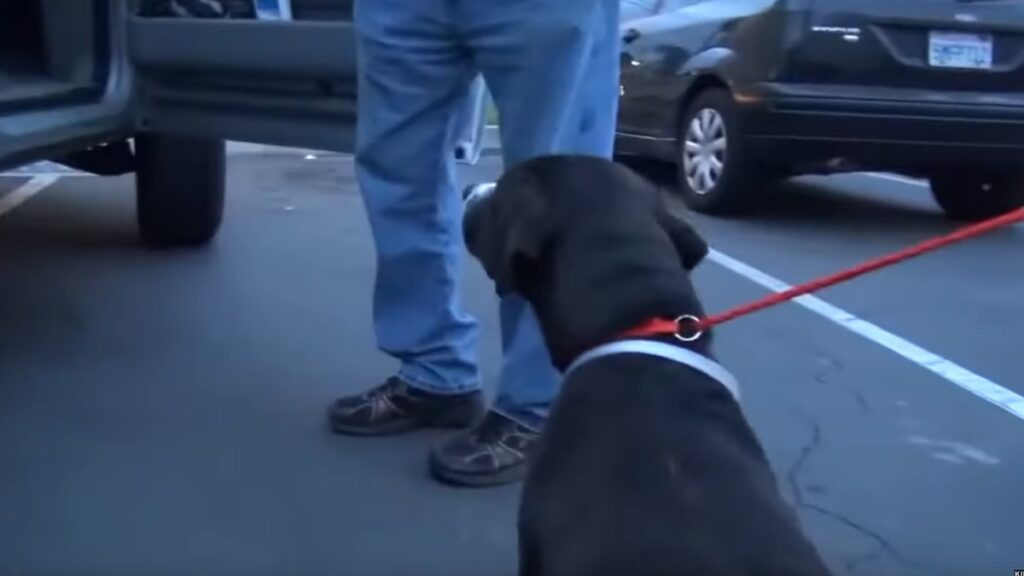 Il cane Benny e il guinzaglio rosso