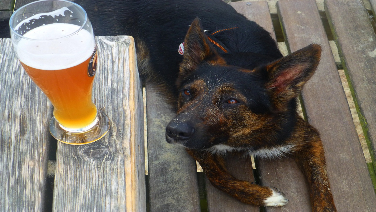 Birra per cani