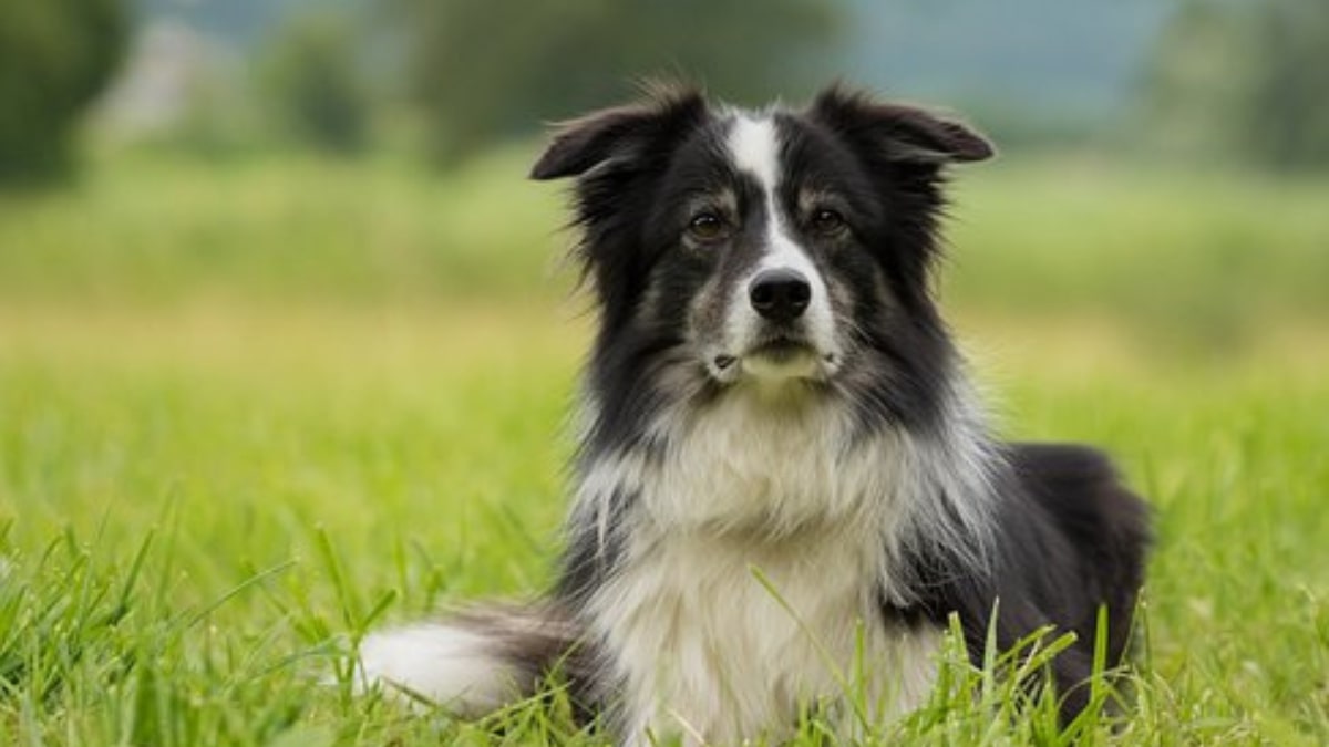 Border Collie