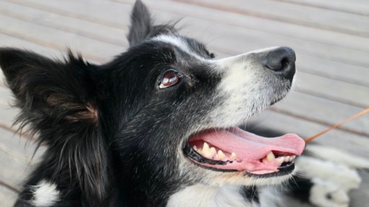 Border Collie