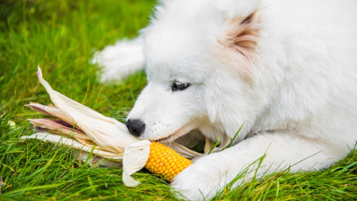 Il cane può mangiare il mais?