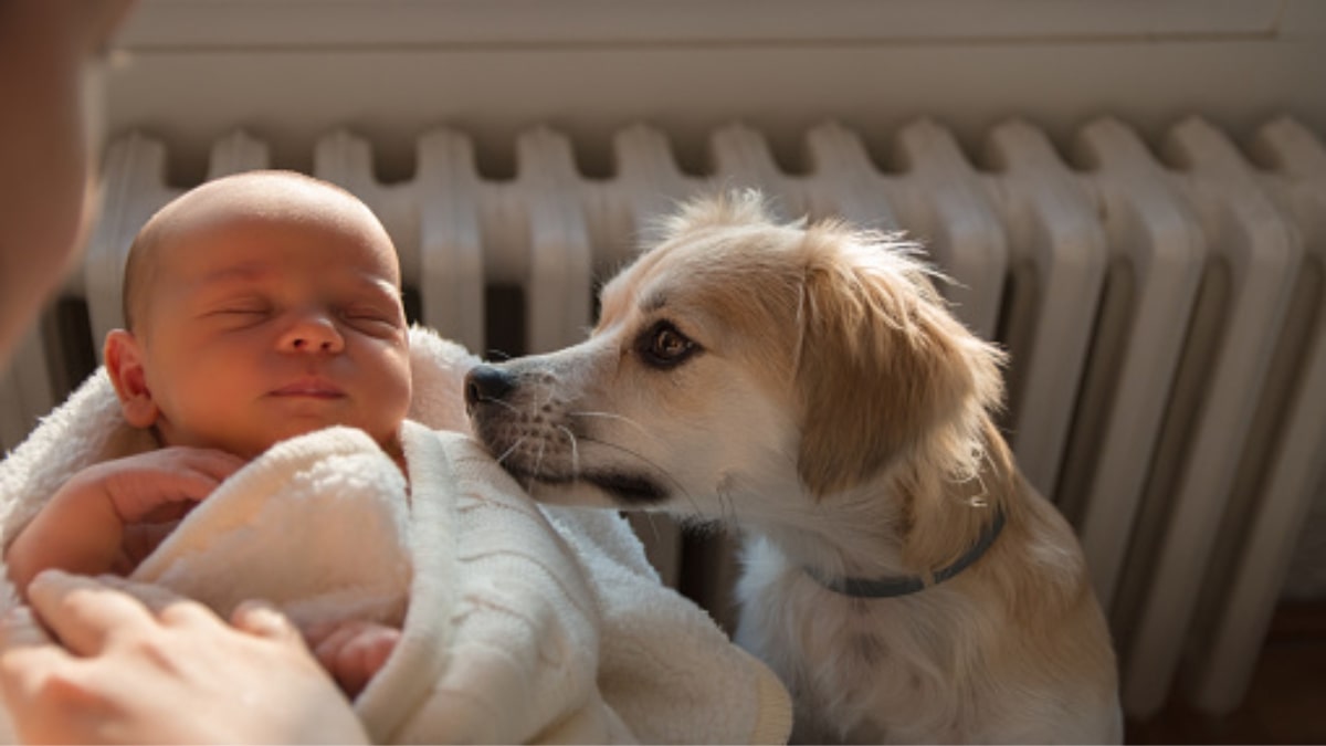 Come abituare il cane a un bambino