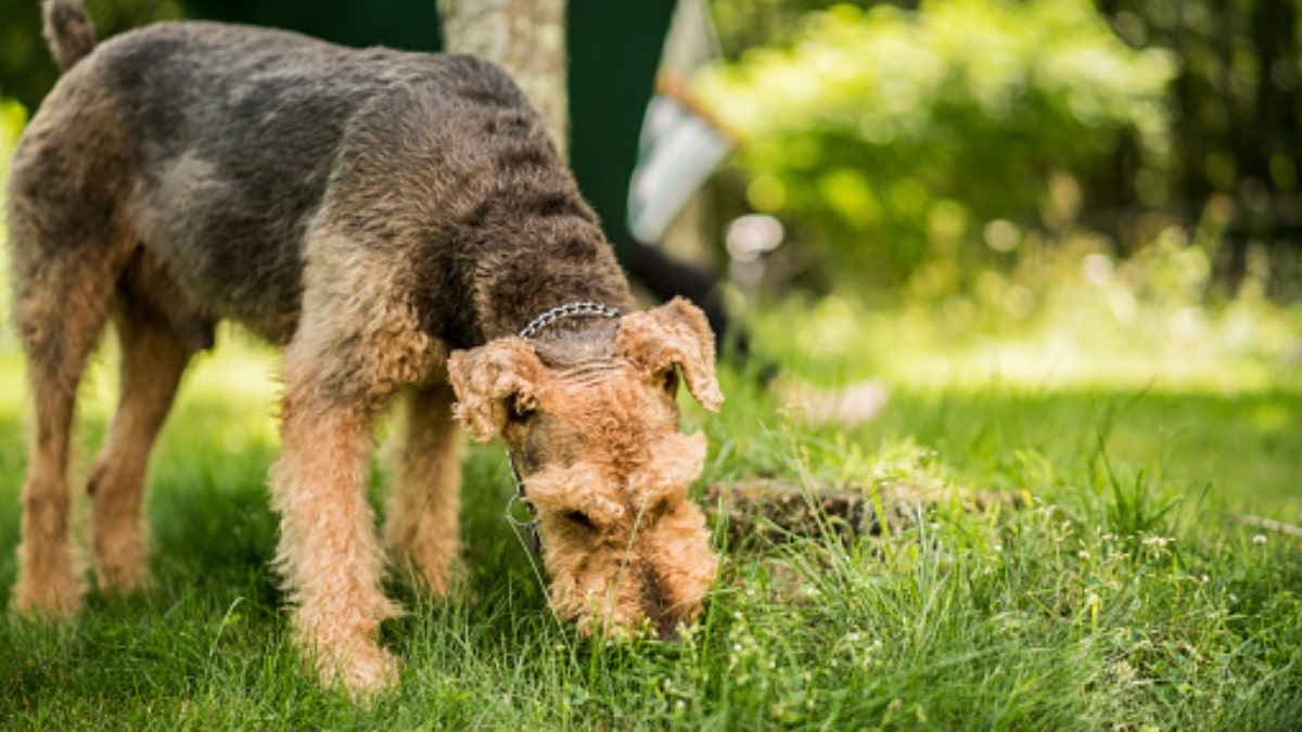 Perché il cane mangia l'erba