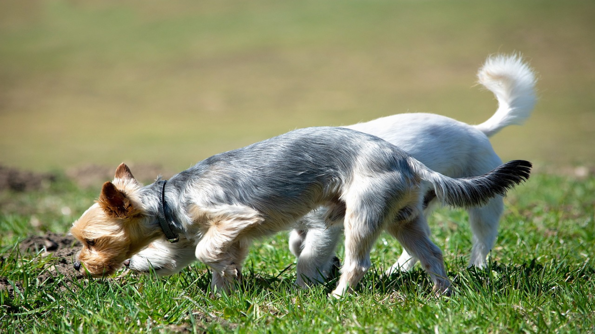 Cane annusarsi