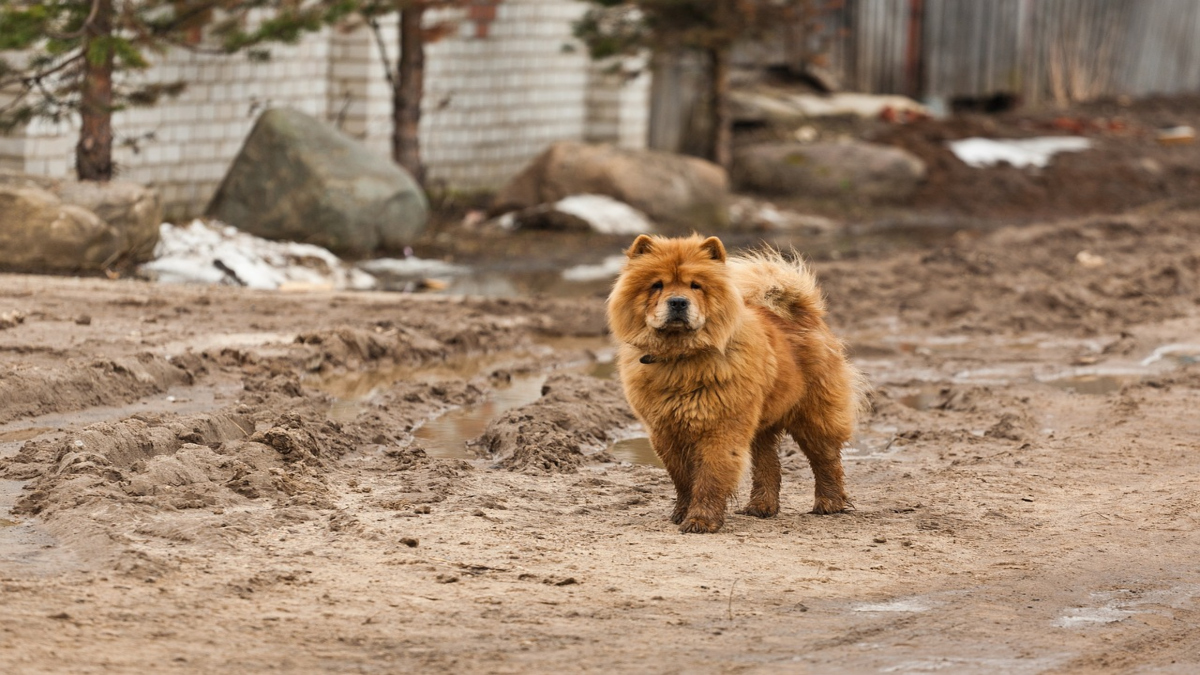 Chow chow