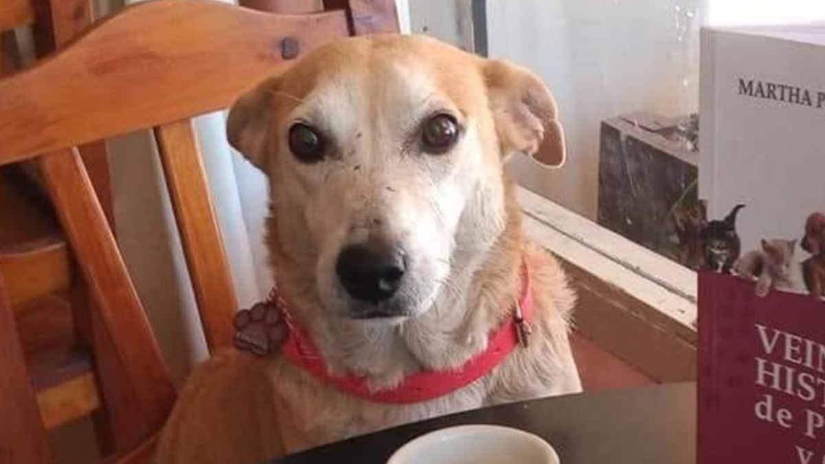 Il cane Corchito nel bar