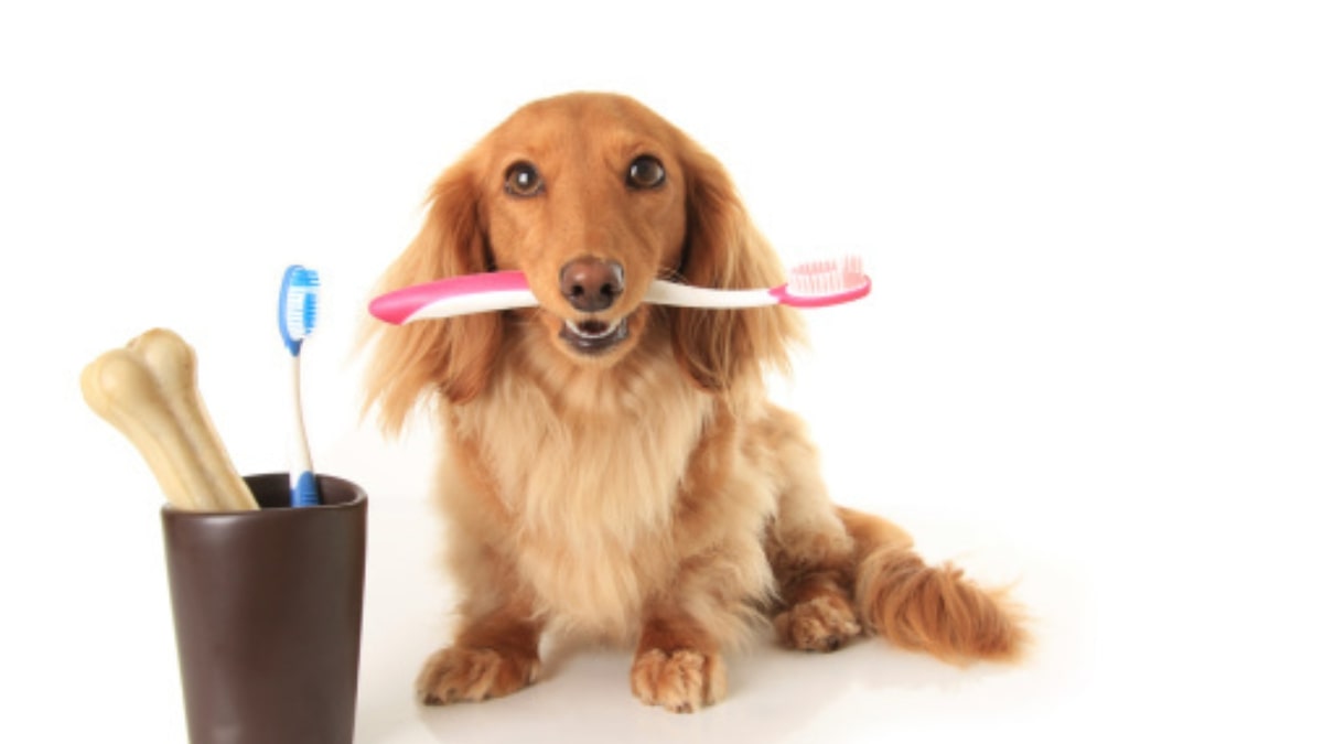 Come prendersi cura dei denti del cane