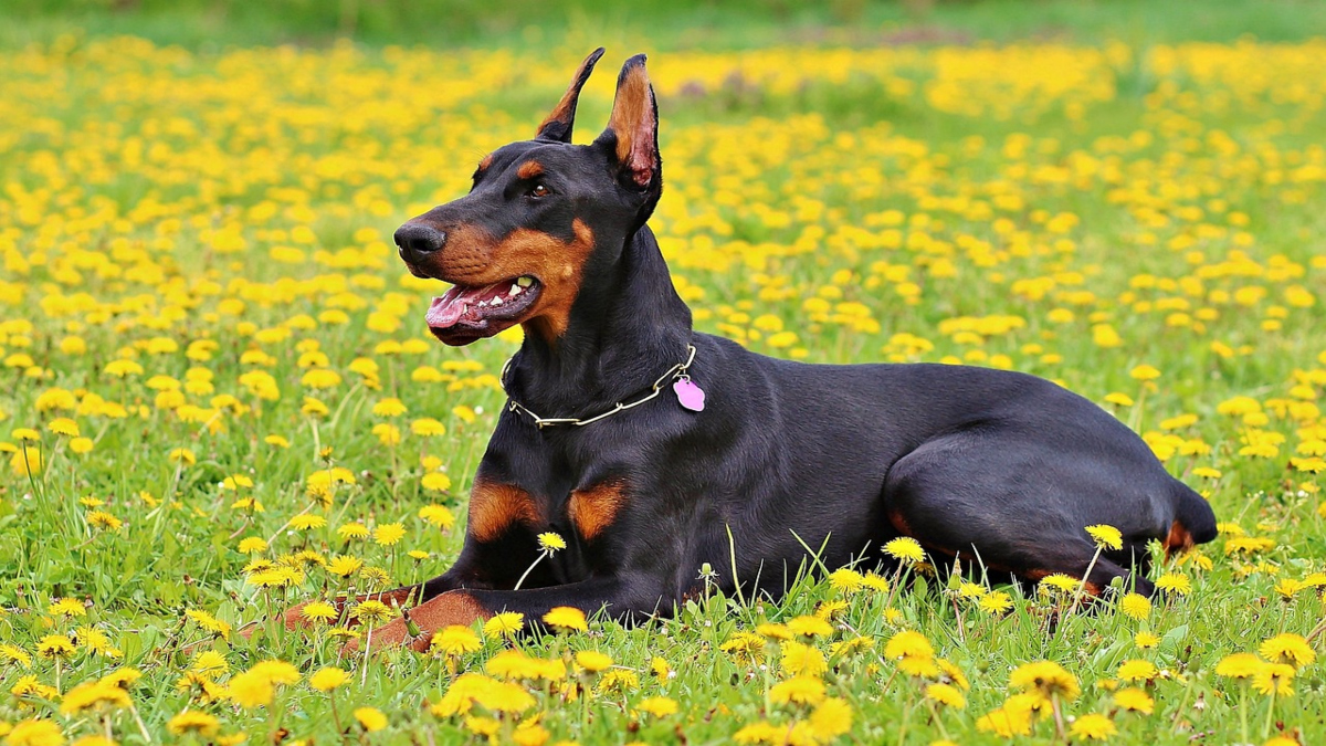 Dobermann