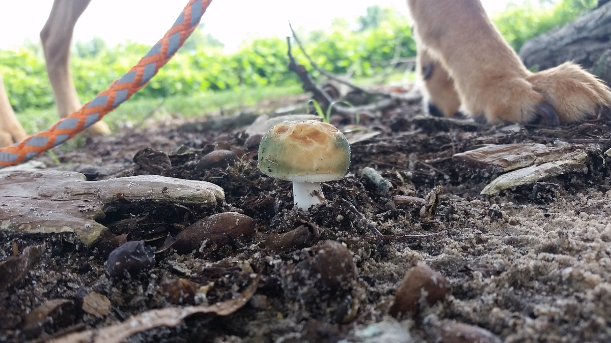 Funghi al cane