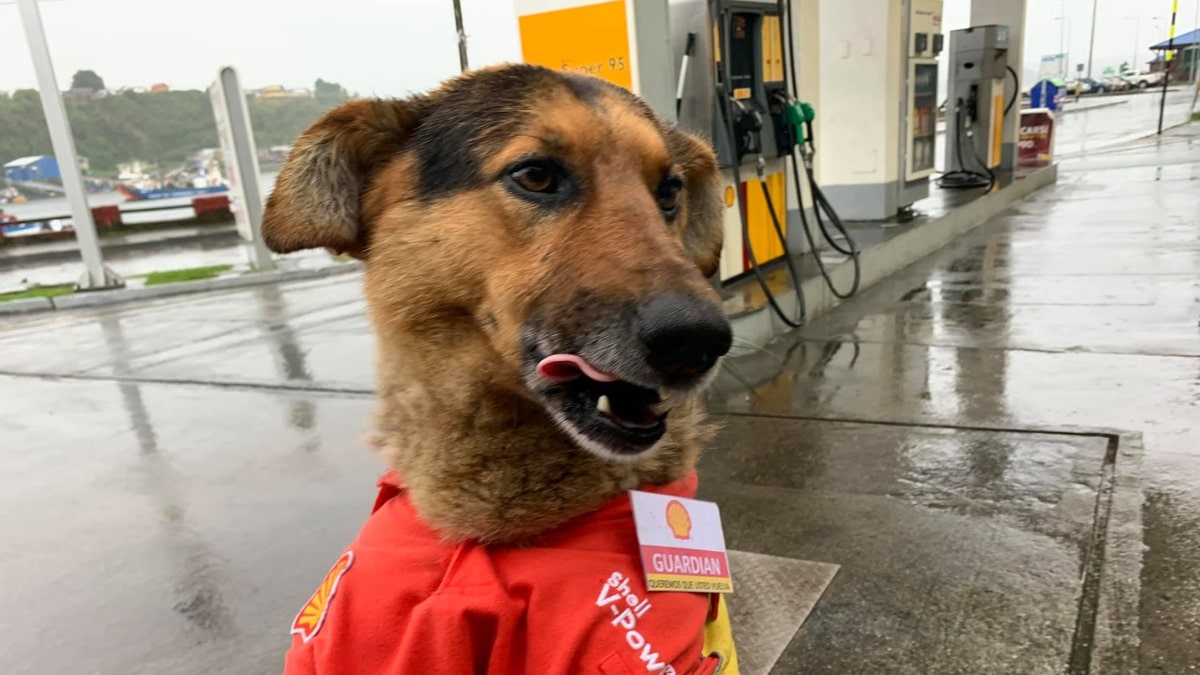 La storia di Guardian il cane benzinaio