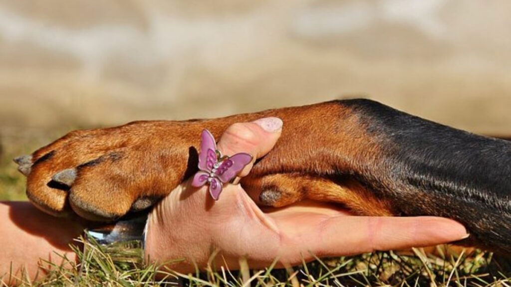 Cosa vuol dire quando il cane ci tocca con la zampa