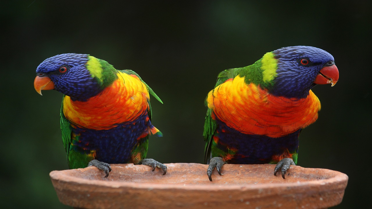 Il pappagallo arcobaleno