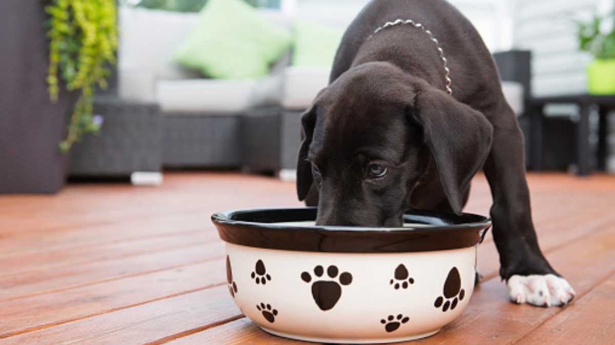 Il riso fa bene al cane?