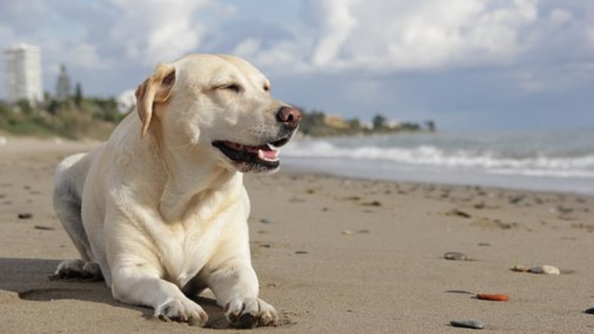 Labrador