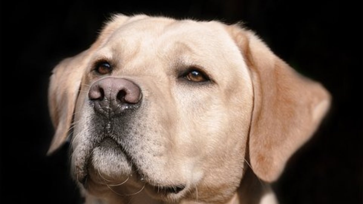 Labrador