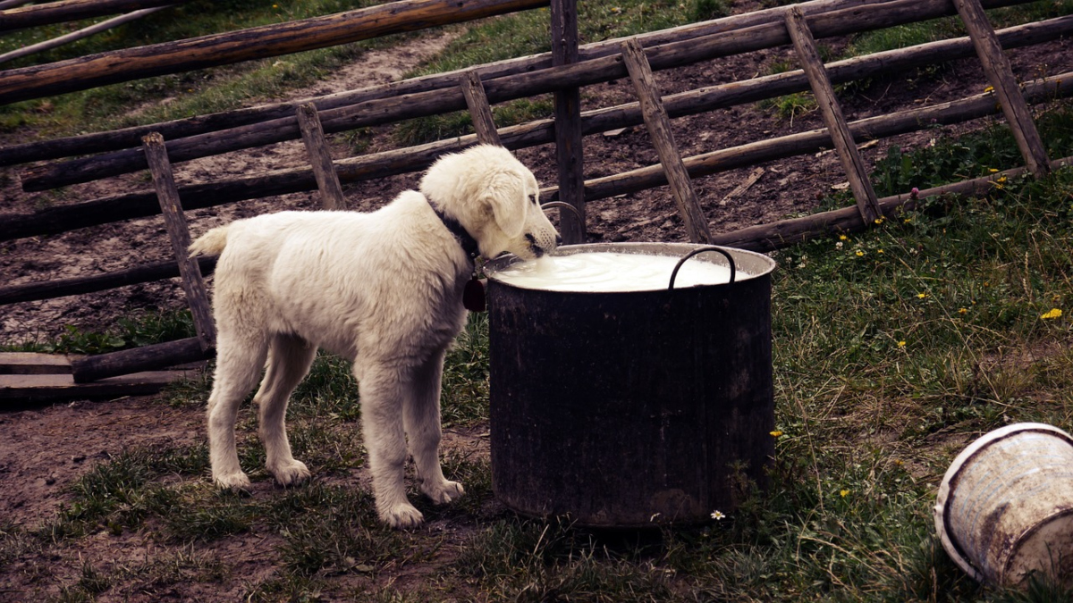 Latticini ai cani