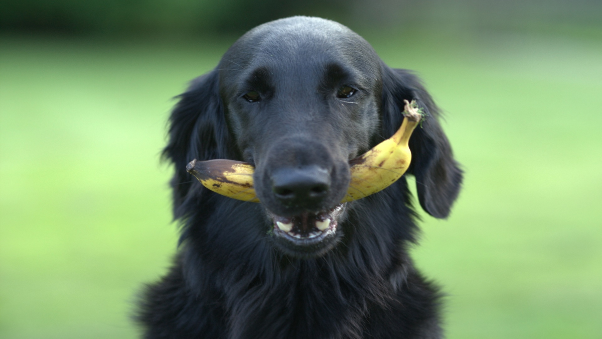 Le banane ai cani