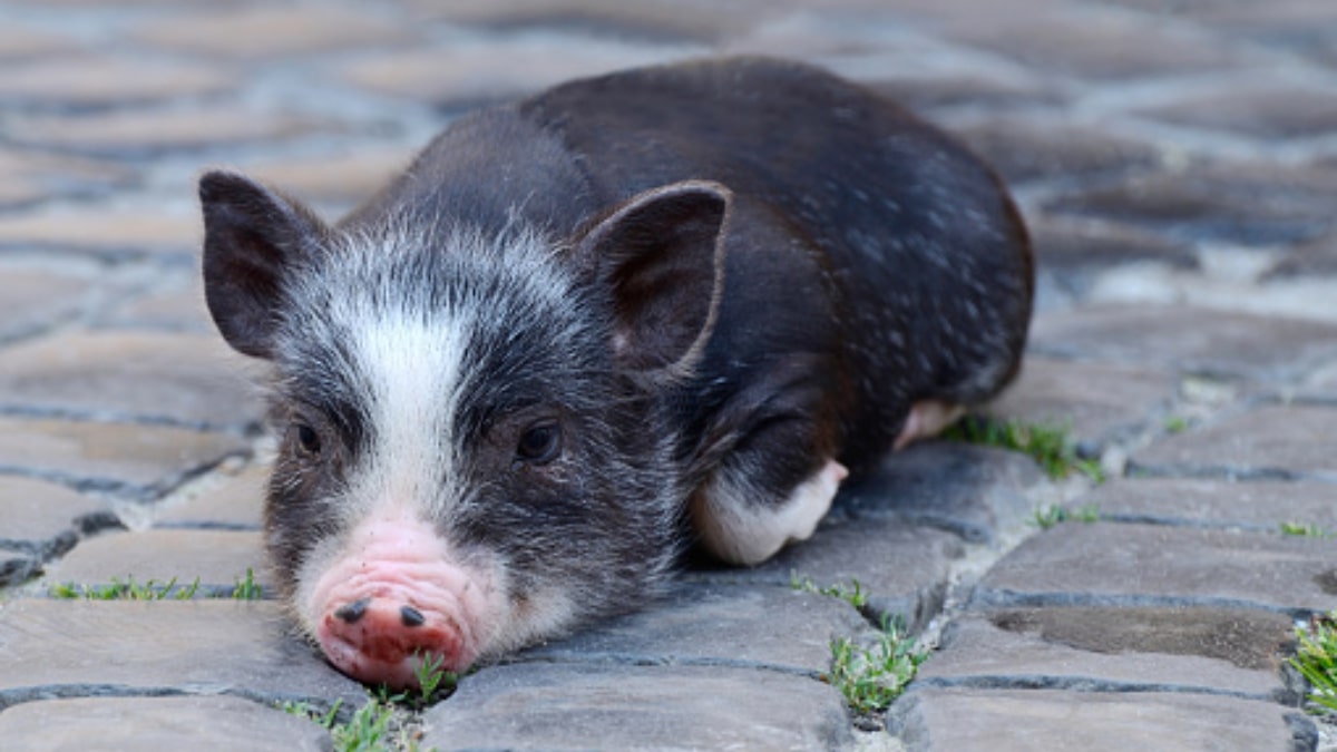 Il maialino vietnamita coma animale domestico