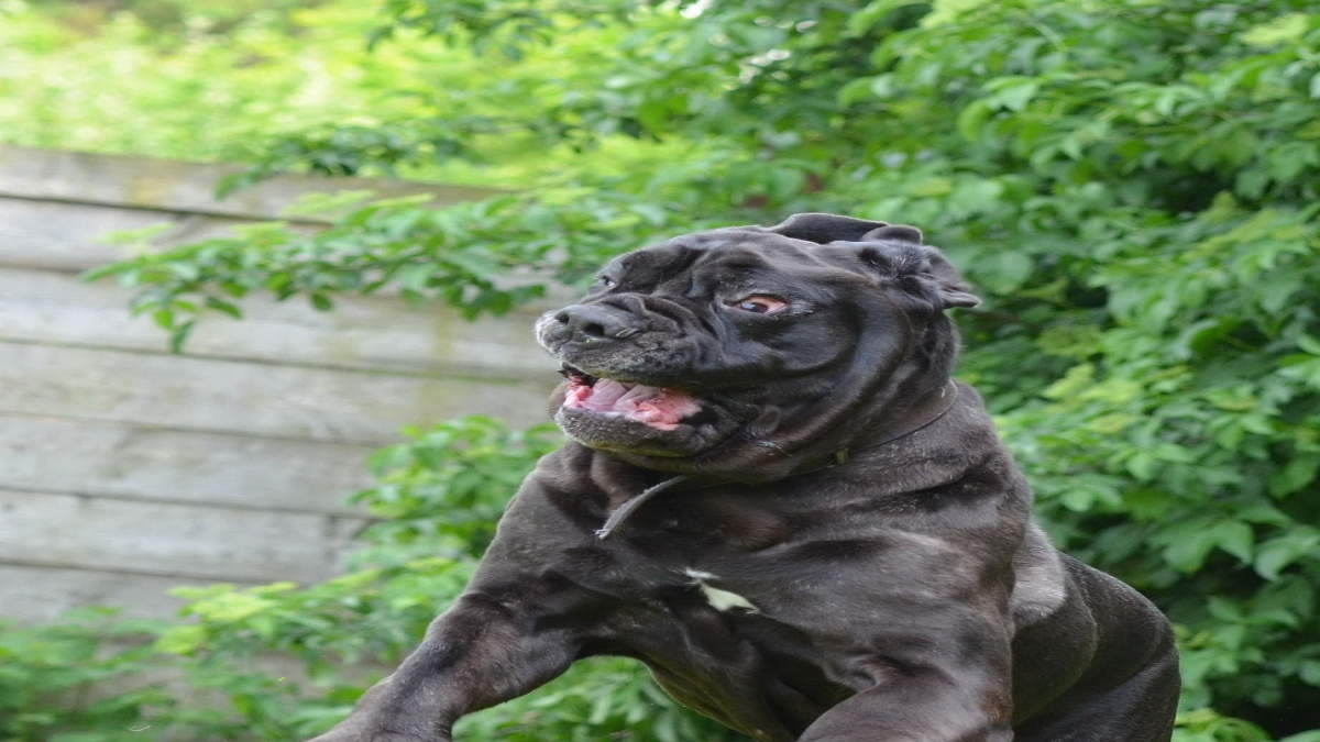 Mastino napoletano