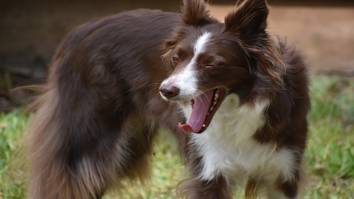 Perché i cani sbadigliano