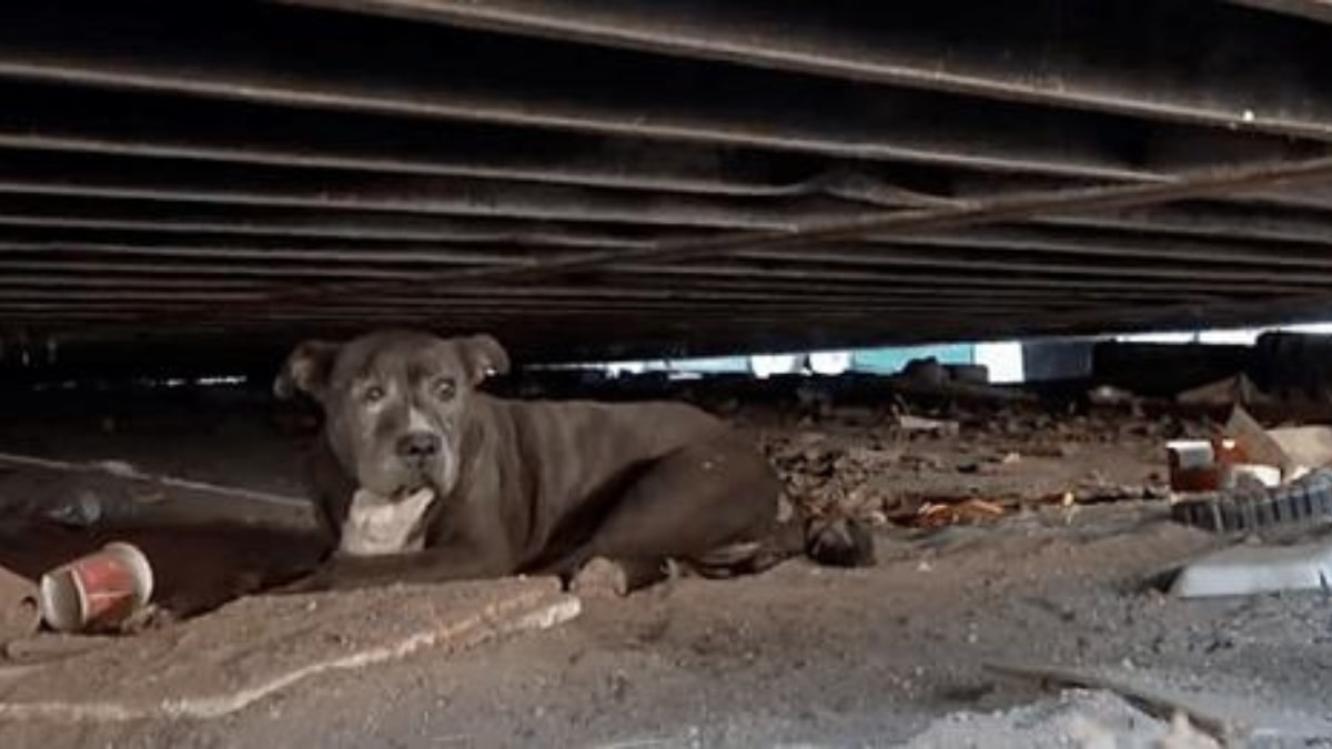 Cane trovato in discarica