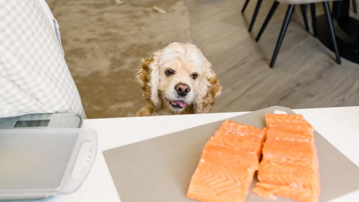 Come inserire il salmone nella dieta del cane