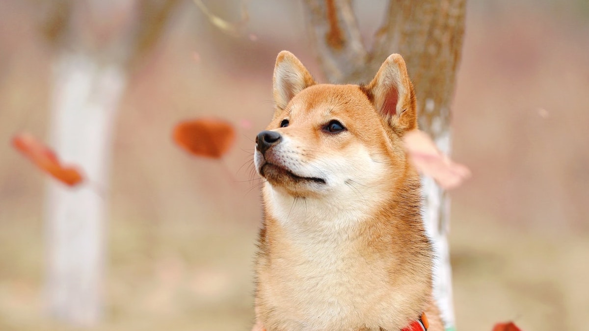 Un cane Shiba