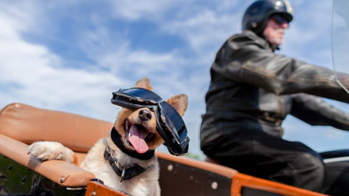 Cani e viaggi in moto