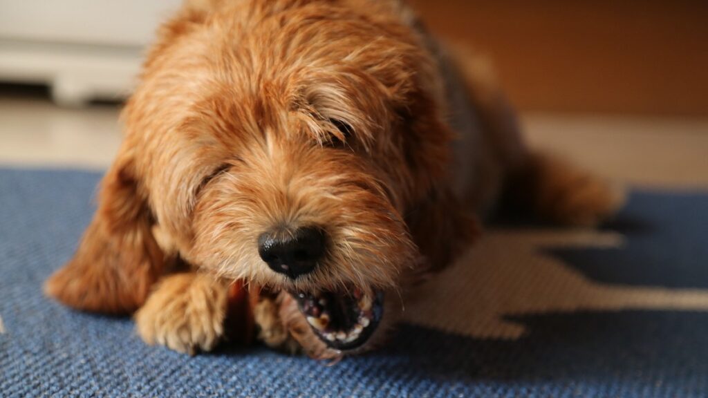 Le ossa nell'alimentazione del cane