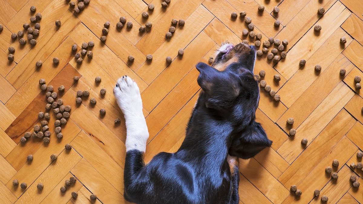 L'alimento preferito dei cani