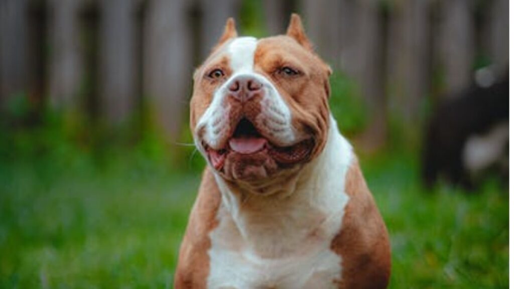 l'american bully