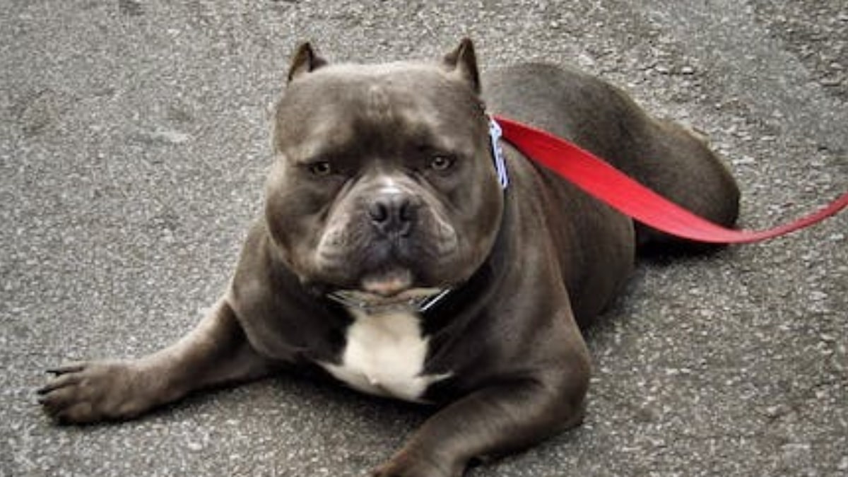 American bully