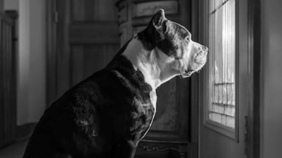 American Bully le caratteristiche