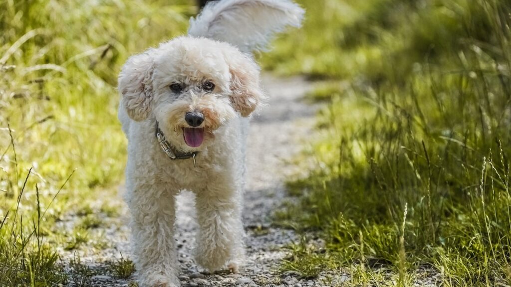 Il barboncino è un cane molto intelligente