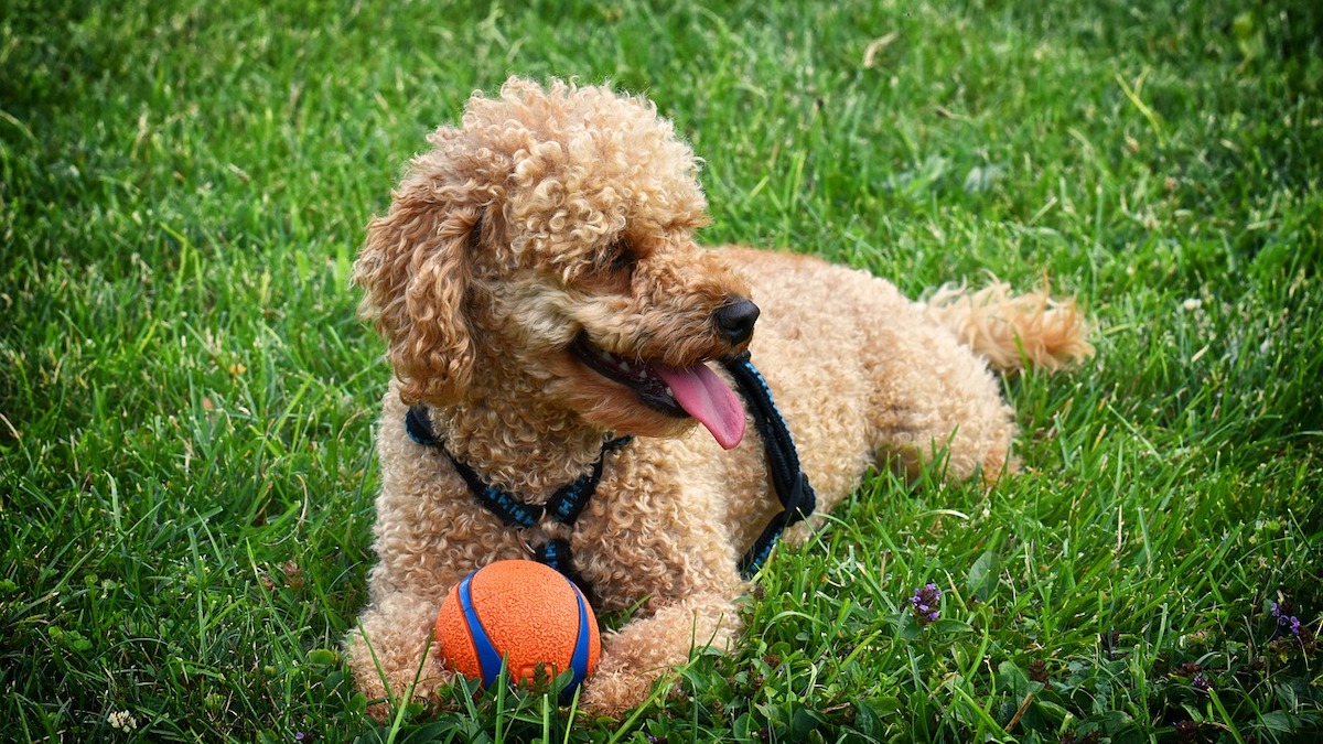 Il cane barboncino