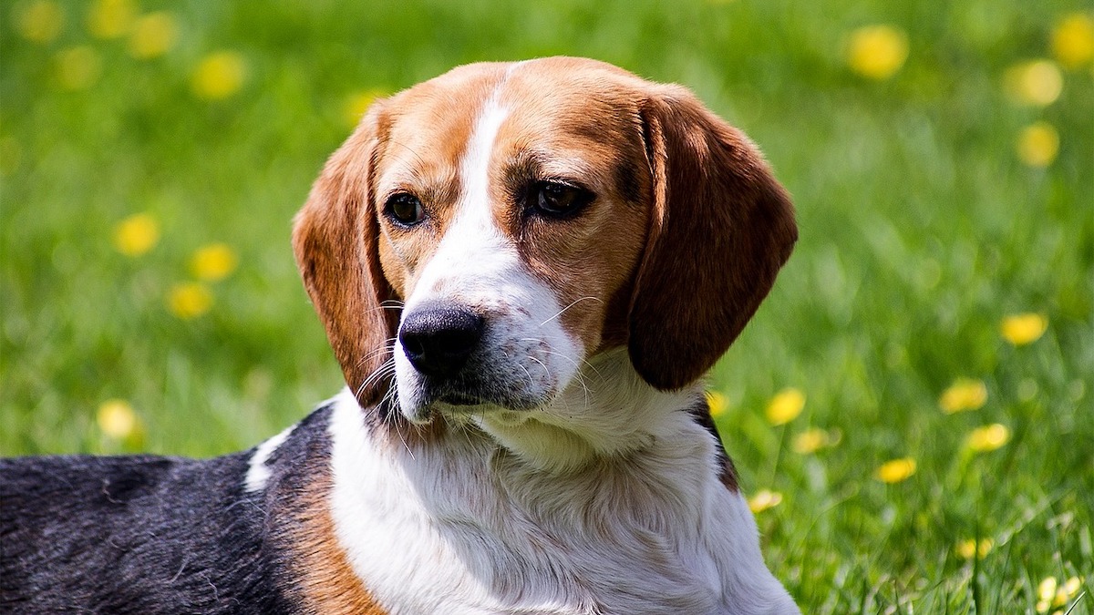 Un cane beagle