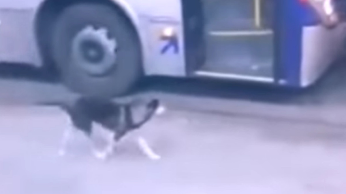 La cagnolina che attende l'autobus per un po' di cibo