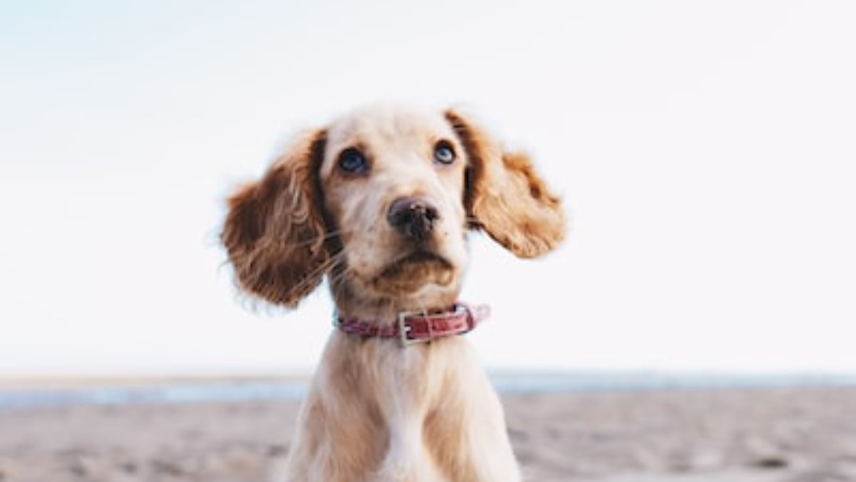 la coda e il linguaggio del cane