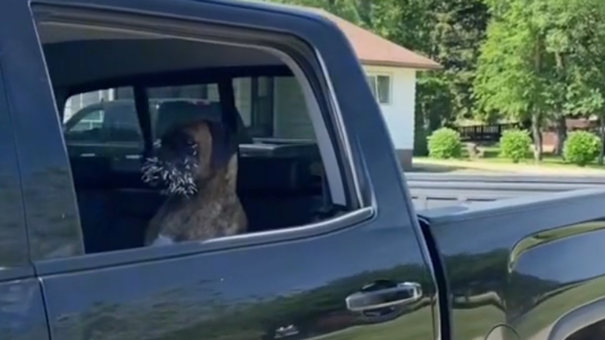 Il cane Bentley protagonista di una disavventura