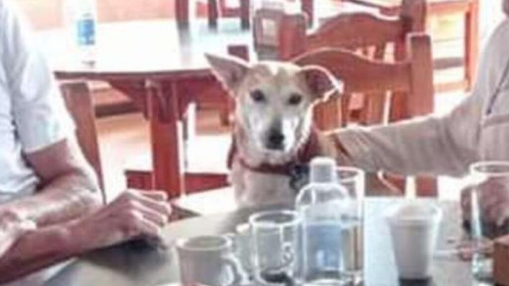 Il cane Corchito fa compagnia al bar