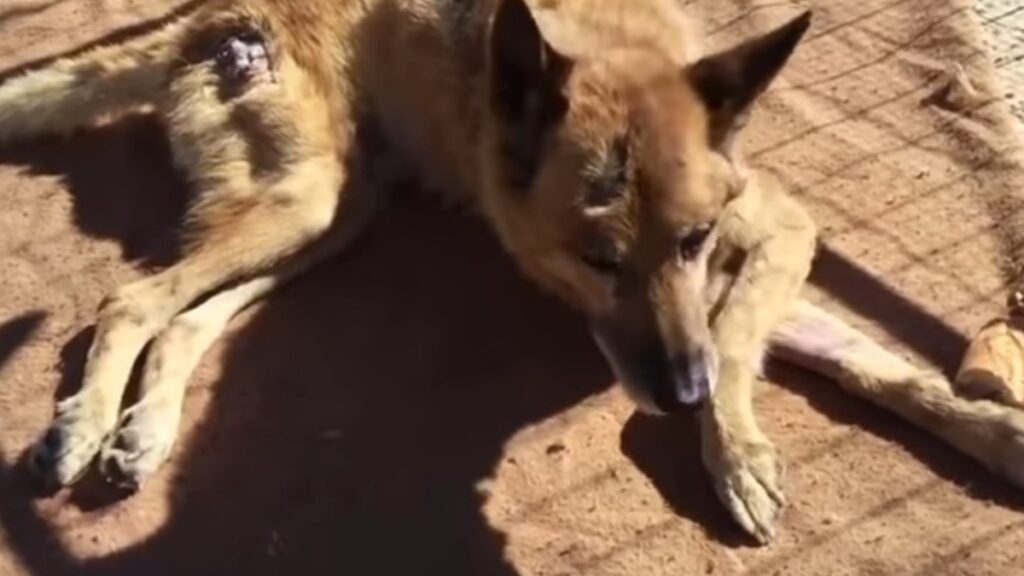 Il cane Lazzaro salvato da due persone