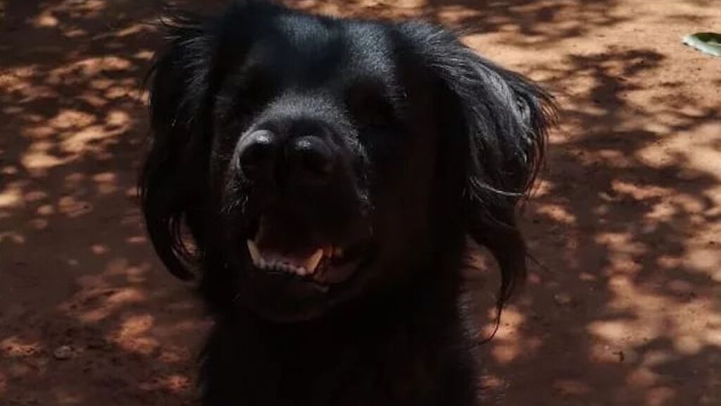 Milaneso, il cane con due nasi