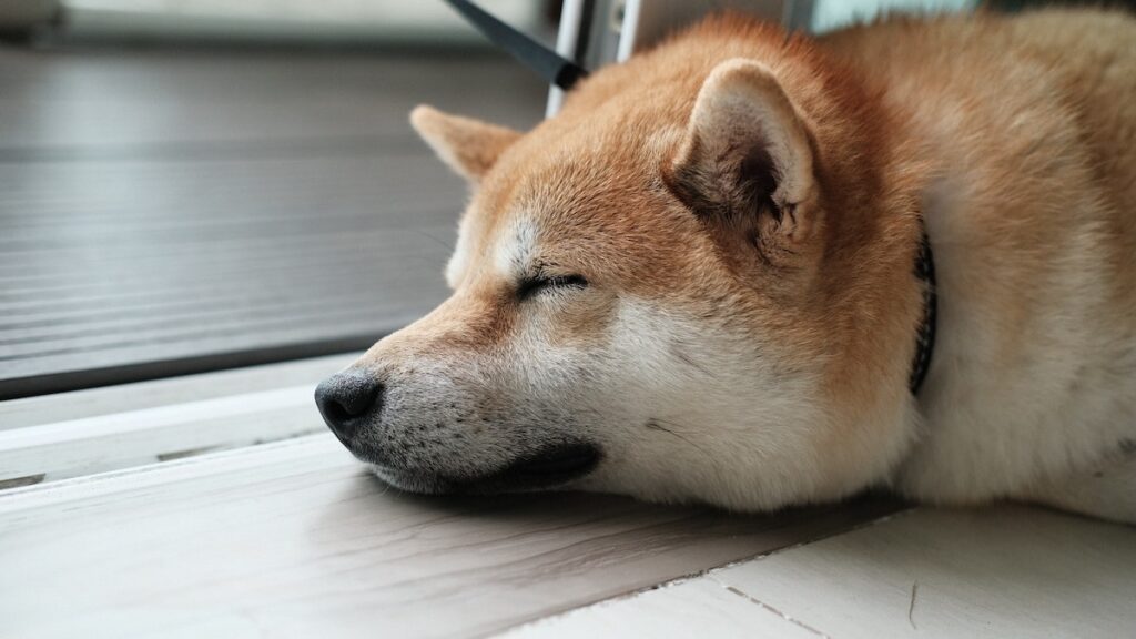 Un cane di razza Shiba