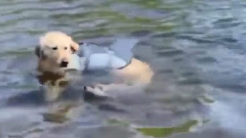 Il cane Willy nel lago