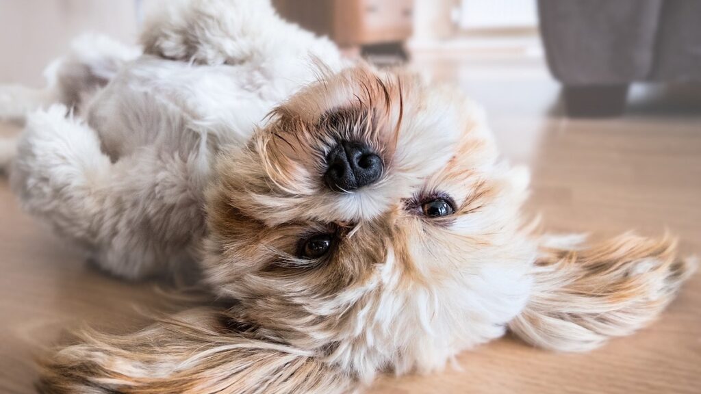 Il cane e le allergie